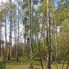 Лесной участок, КП Малое Сареево